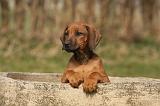 RODESIAN RIDGEBACK 175